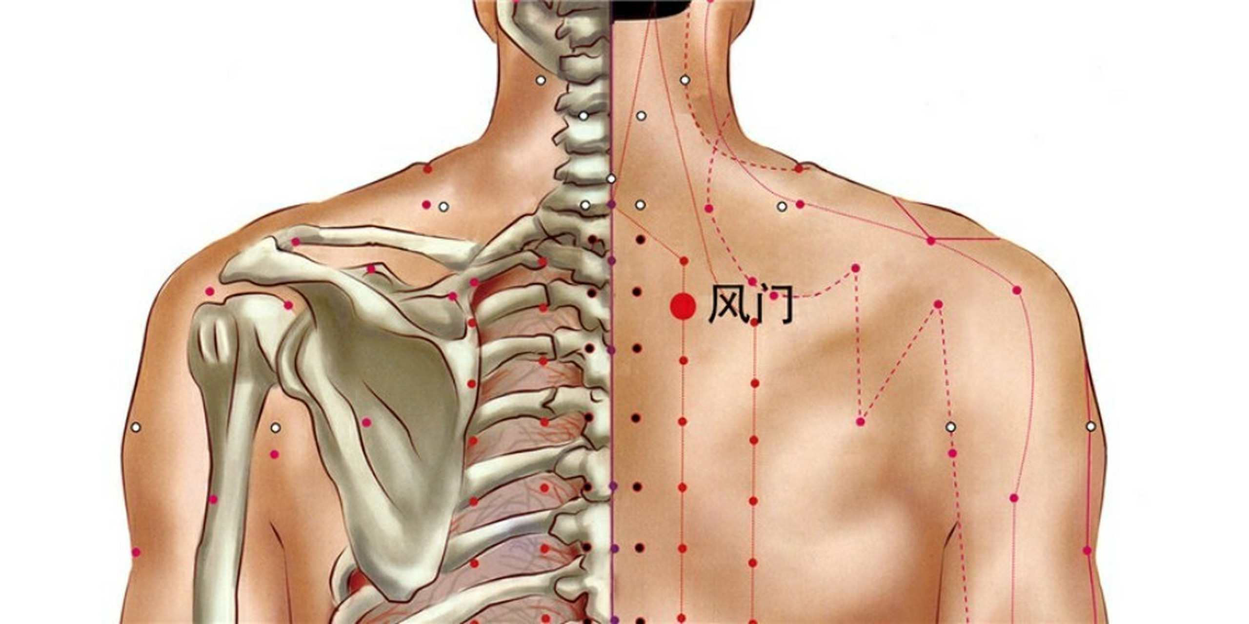 风门肺俞图片