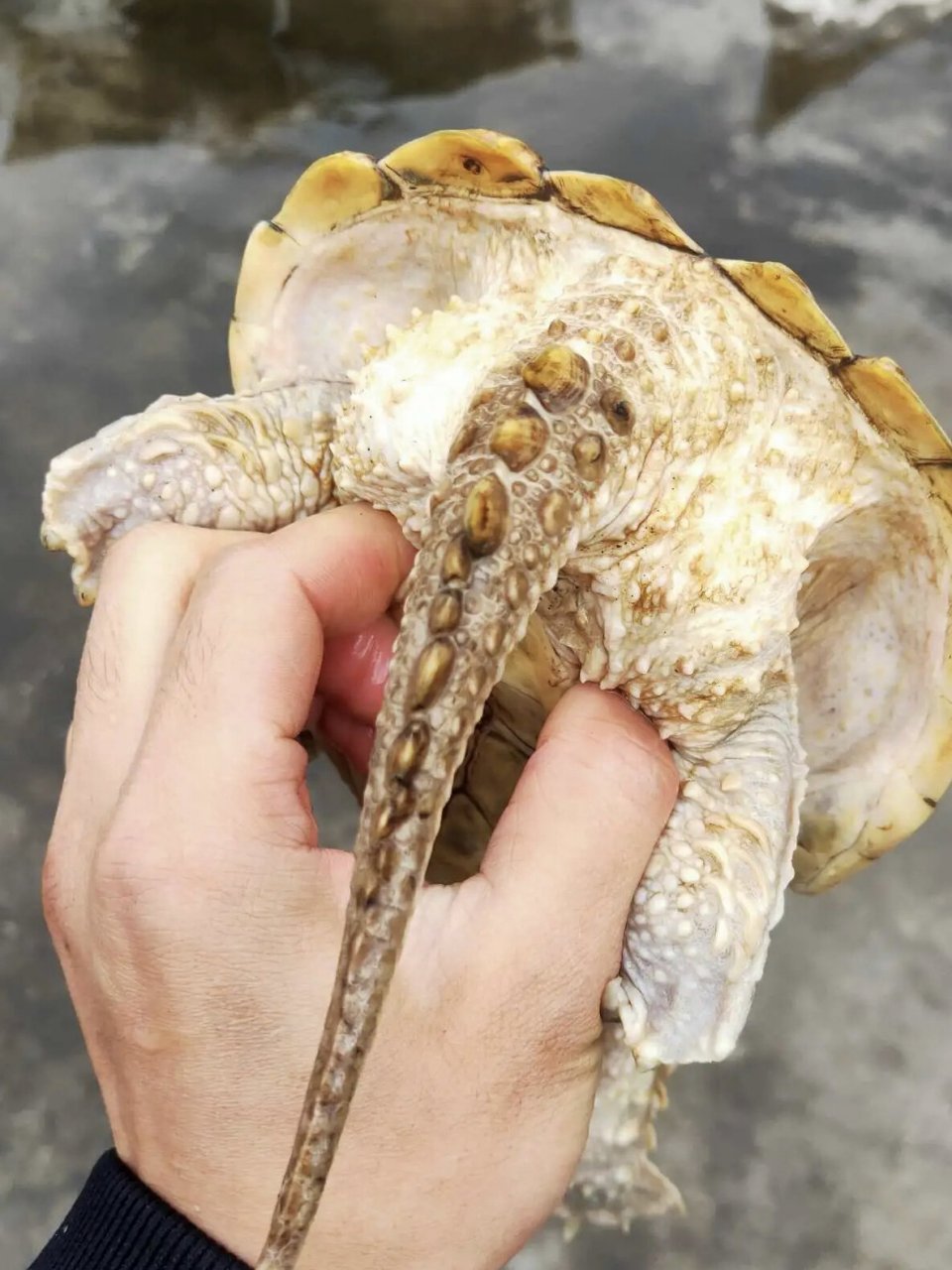 黄化变异北美鳄龟 1.