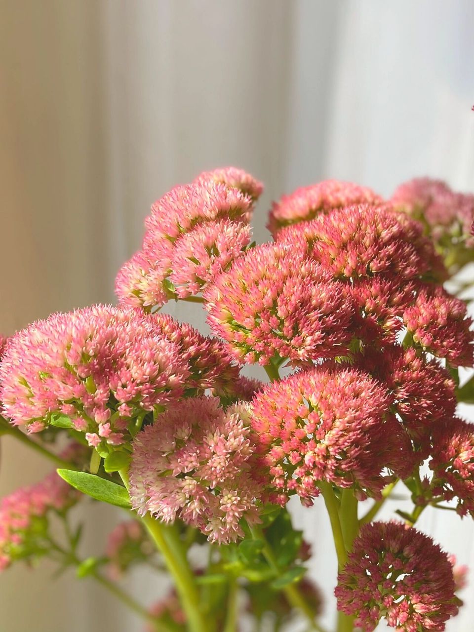听说这个长得像马海毛的花能养到地老天荒 景天:八宝景天,又叫华丽