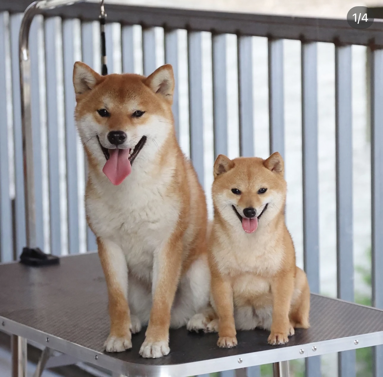 ②柴犬眼睛杏仁眼