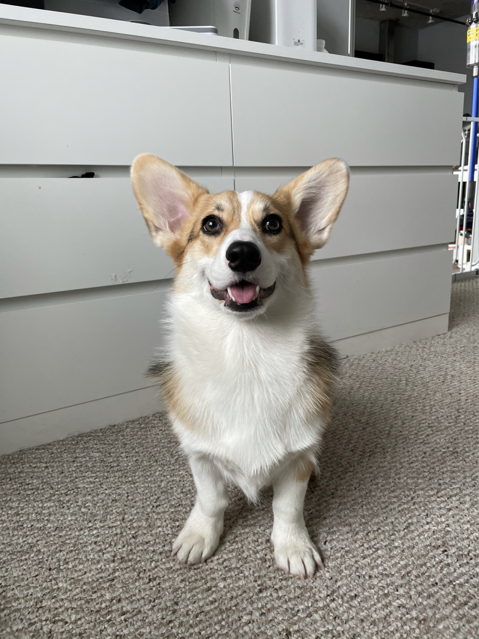 在接手之前我对柯基没有任何了解,只在表情包里看到过,以为柯基懒洋洋