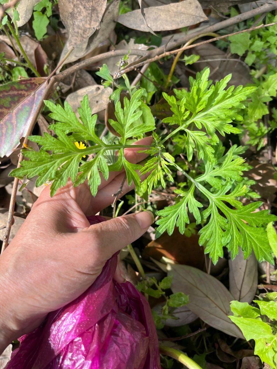 艾草 臭蒿 香蒿,这下分清了 野菜 艾蒿 新农人 新农村清明 今天又去采