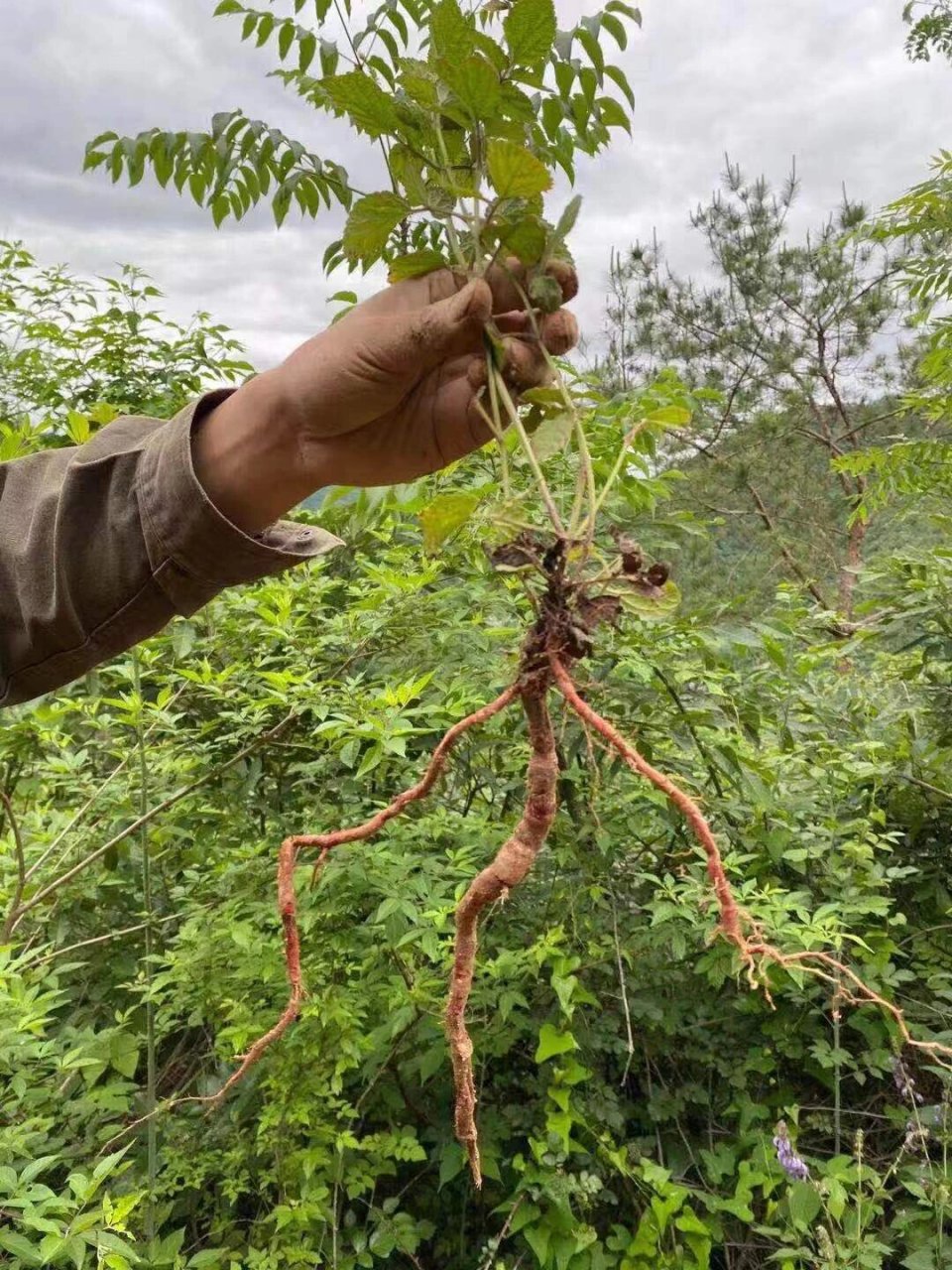 野生丹参植物图片图片