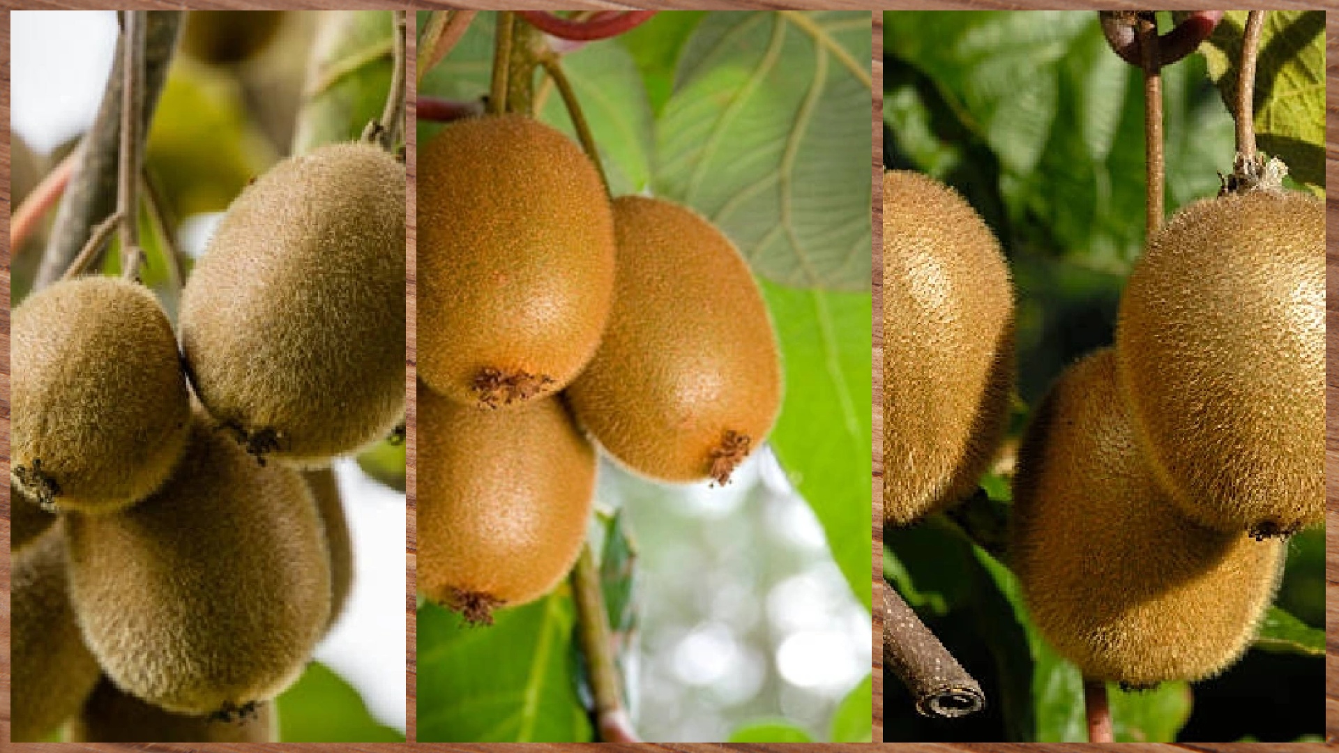 日识一果: vc之王猕猴桃 78【#水果日记#】90 94你知道吗?