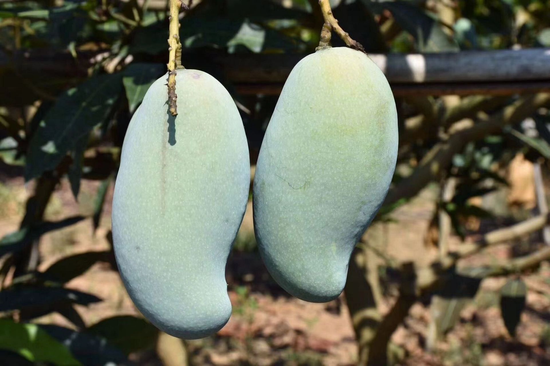 真真z好吃的芒果 广西田东桂七芒果 大桂七特有的标志: 外观呈s形,有