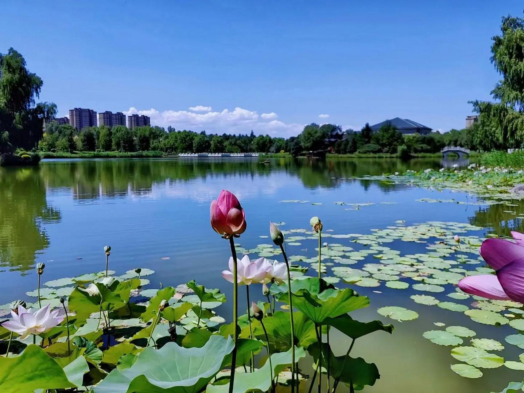 荷花的图片大全风景图片