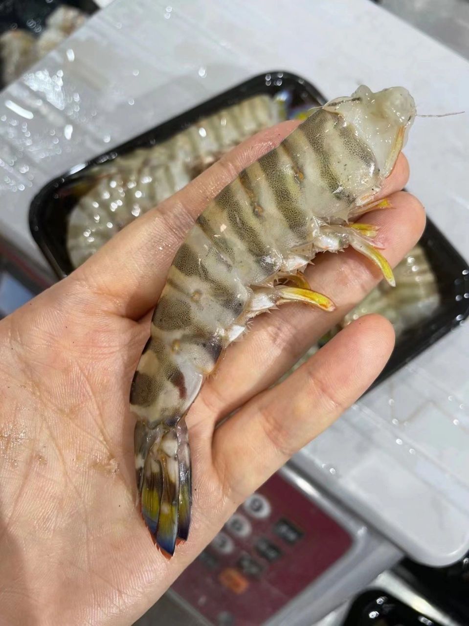 虾中"爱马仕"——竹节虾 竹节虾又名花虾,花尾虾,斑节虾 竹节虾是来自