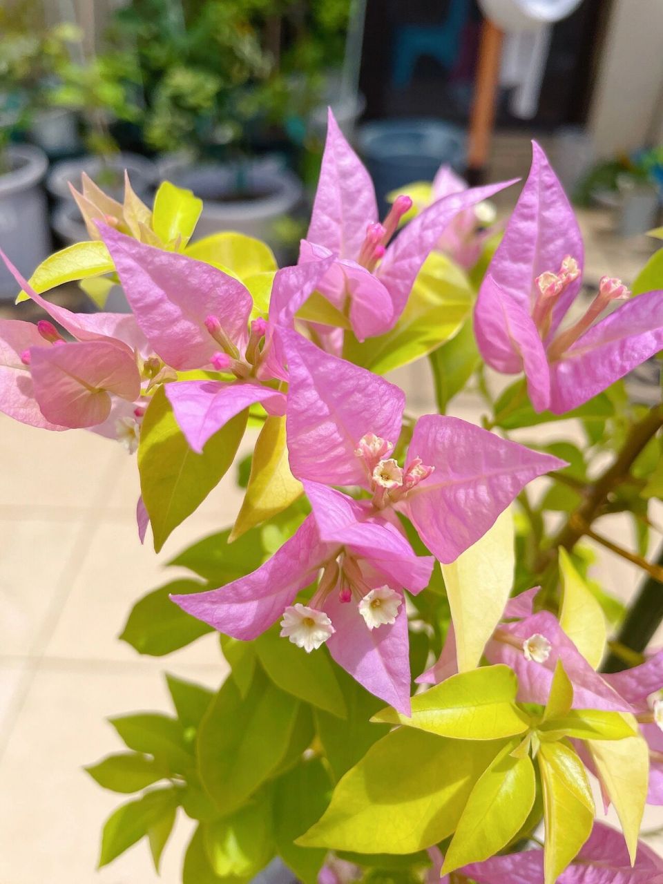 粉红豹三角梅 全日照的粉红豹,叶子金灿灿的.