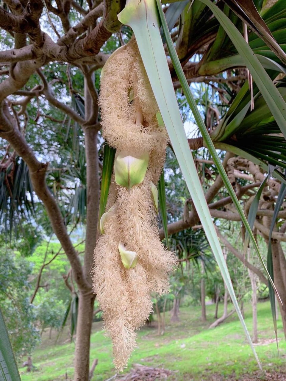 露兜树开花 露兜树是属于露兜树属的一种灌木或乔木,有600多个品种,就
