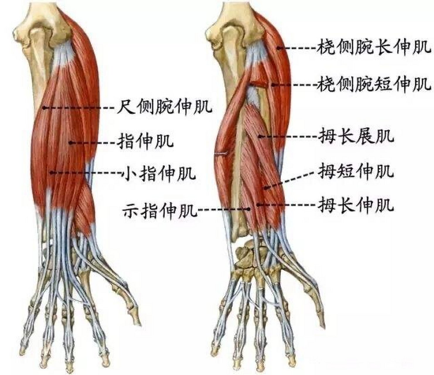 前臂背侧肌肉解剖图图片