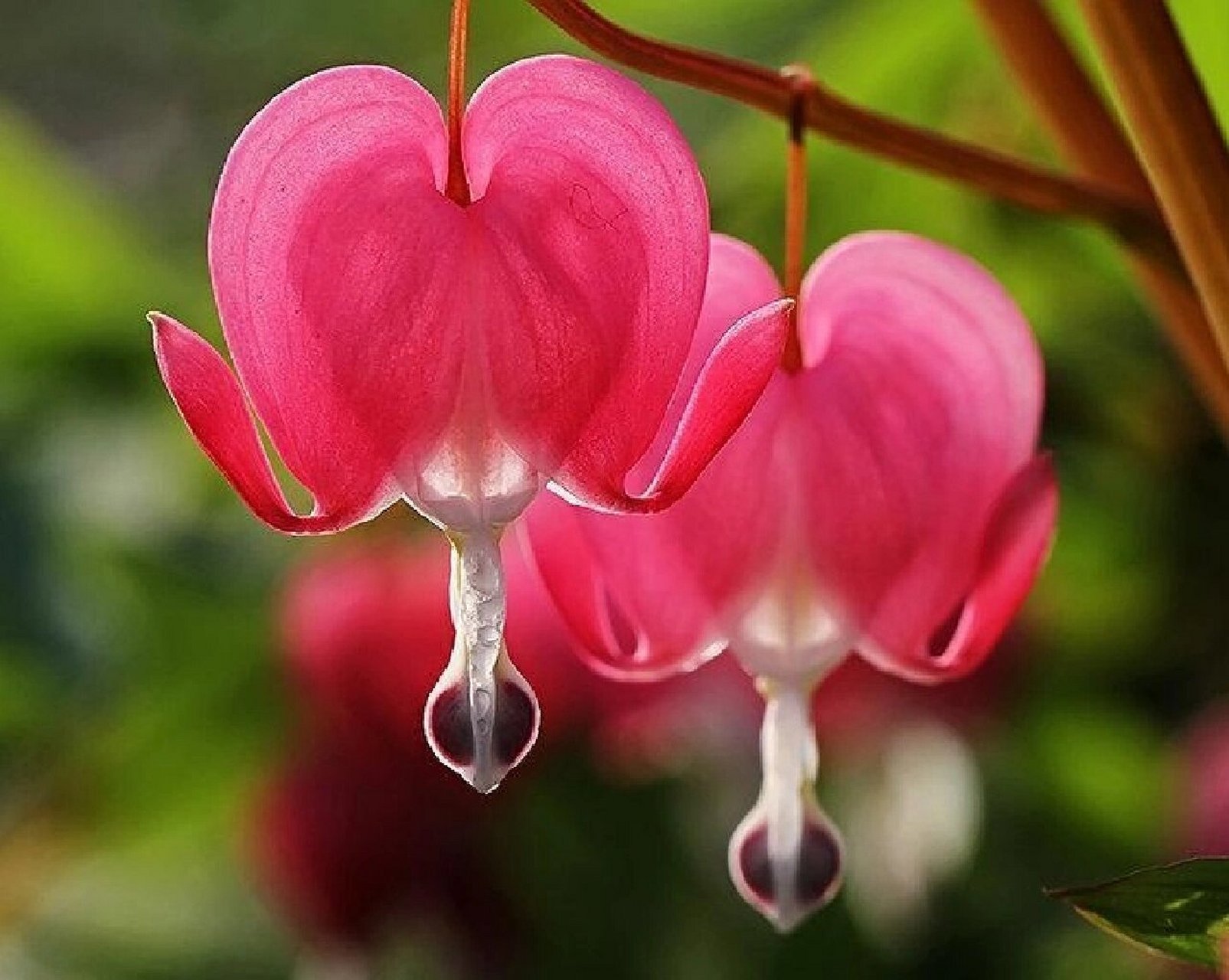 fukuhara),为罂粟科,荷包牡丹属多年生草本植物,株高30～60cm.