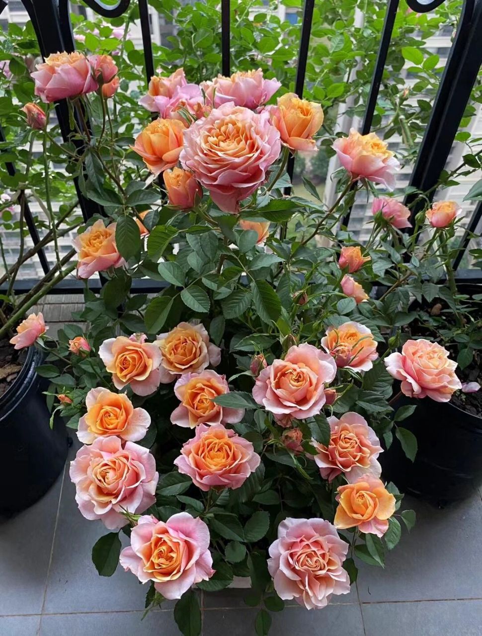 阳台养月季,品种篇之～大花微月艾帕索          艾帕索是一款花径