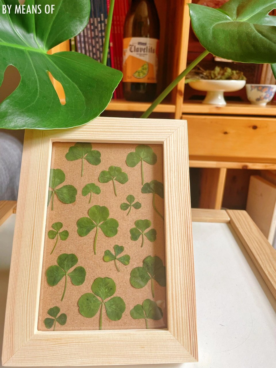 自制植物标本8-三叶草7815 #我的手工日常# #植物压花# #植物标本