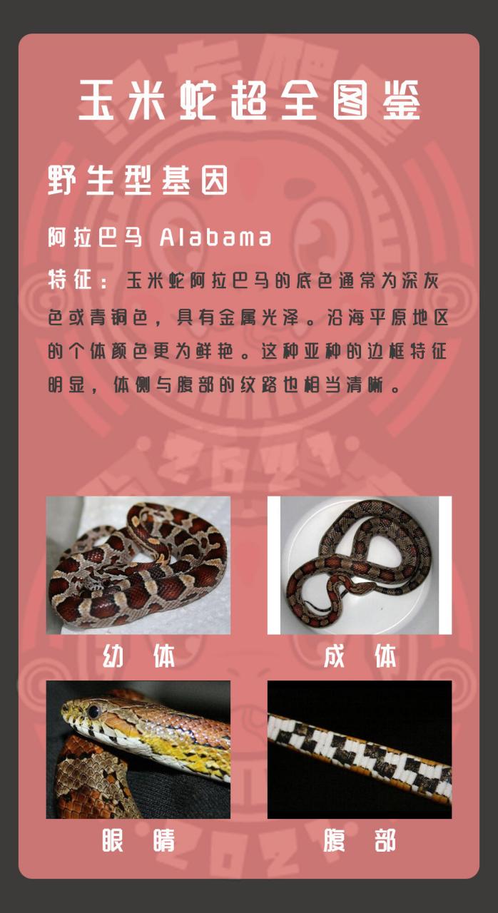 玉米蛇超全图鉴-野生型 大家好,我是你们的爬行宠物小达人!