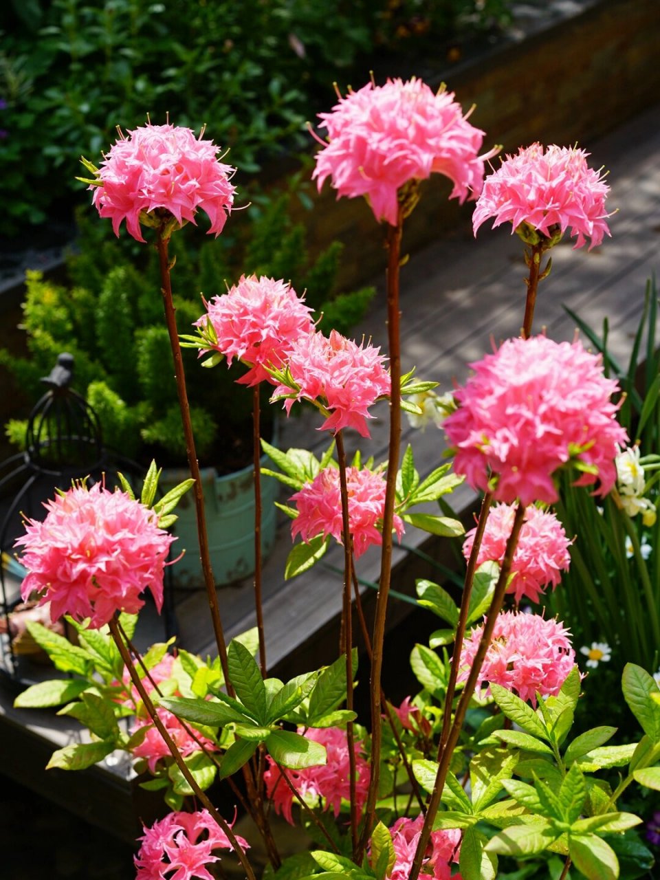 落叶杜鹃叫粉嘟嘟,又叫粉绣球,我是去年买的,从今年三月开始慢慢开花