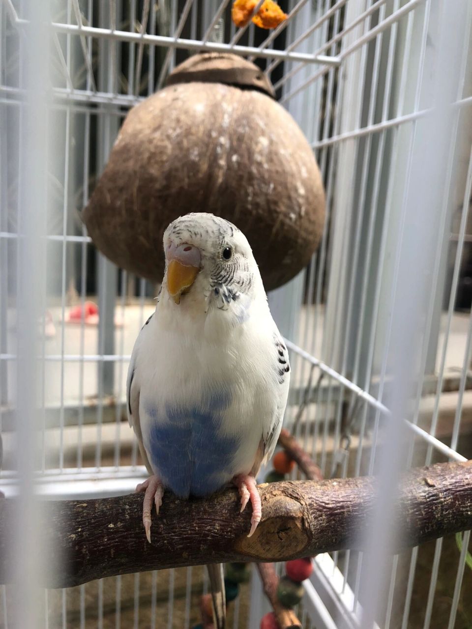 白云斑公母 谁能帮我看下小白是公是母呀,它有一岁半了,之前踩过背,我