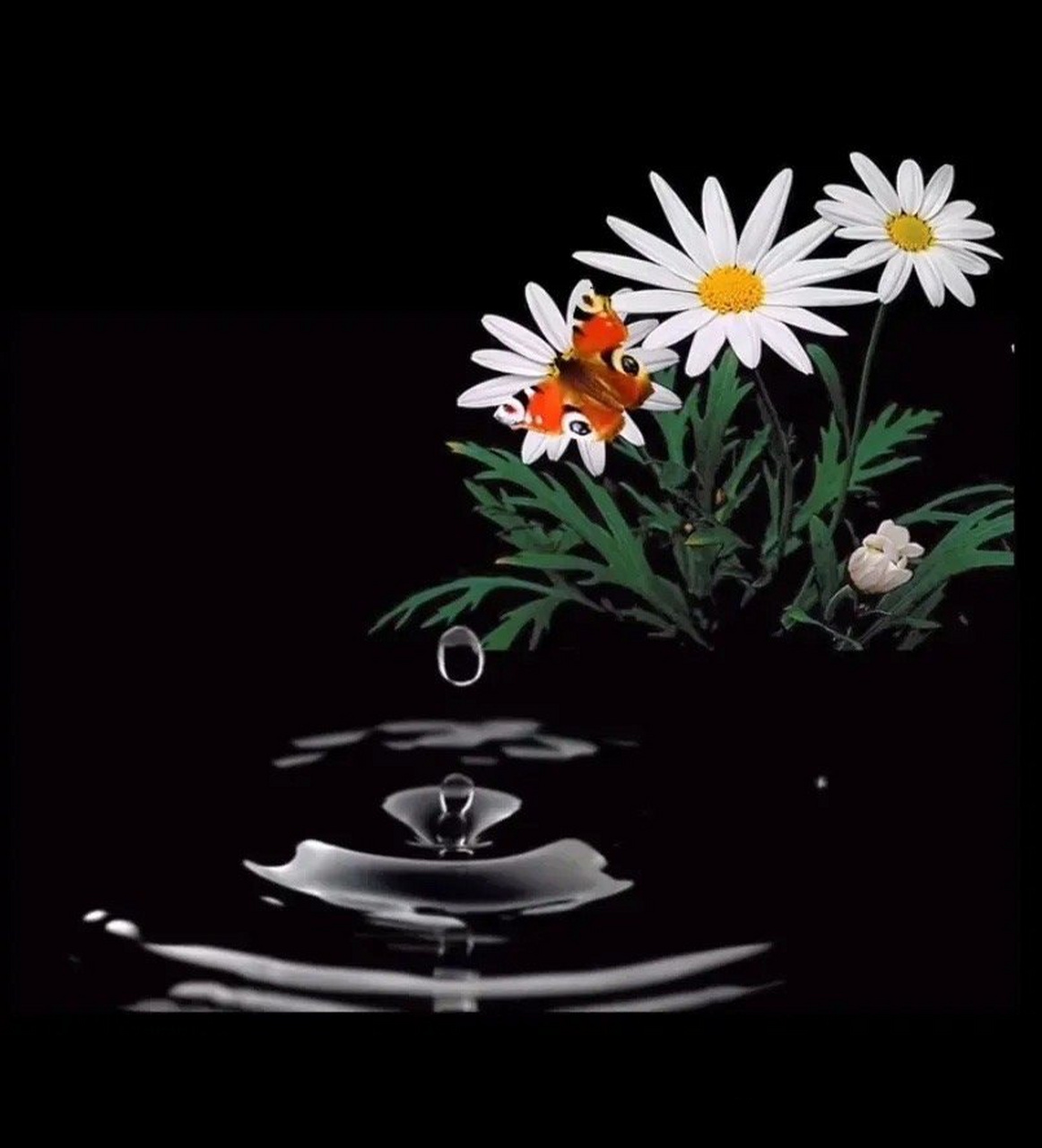 随缘惜缘不攀缘 自然悠然不惘然#悠然随心随性随缘