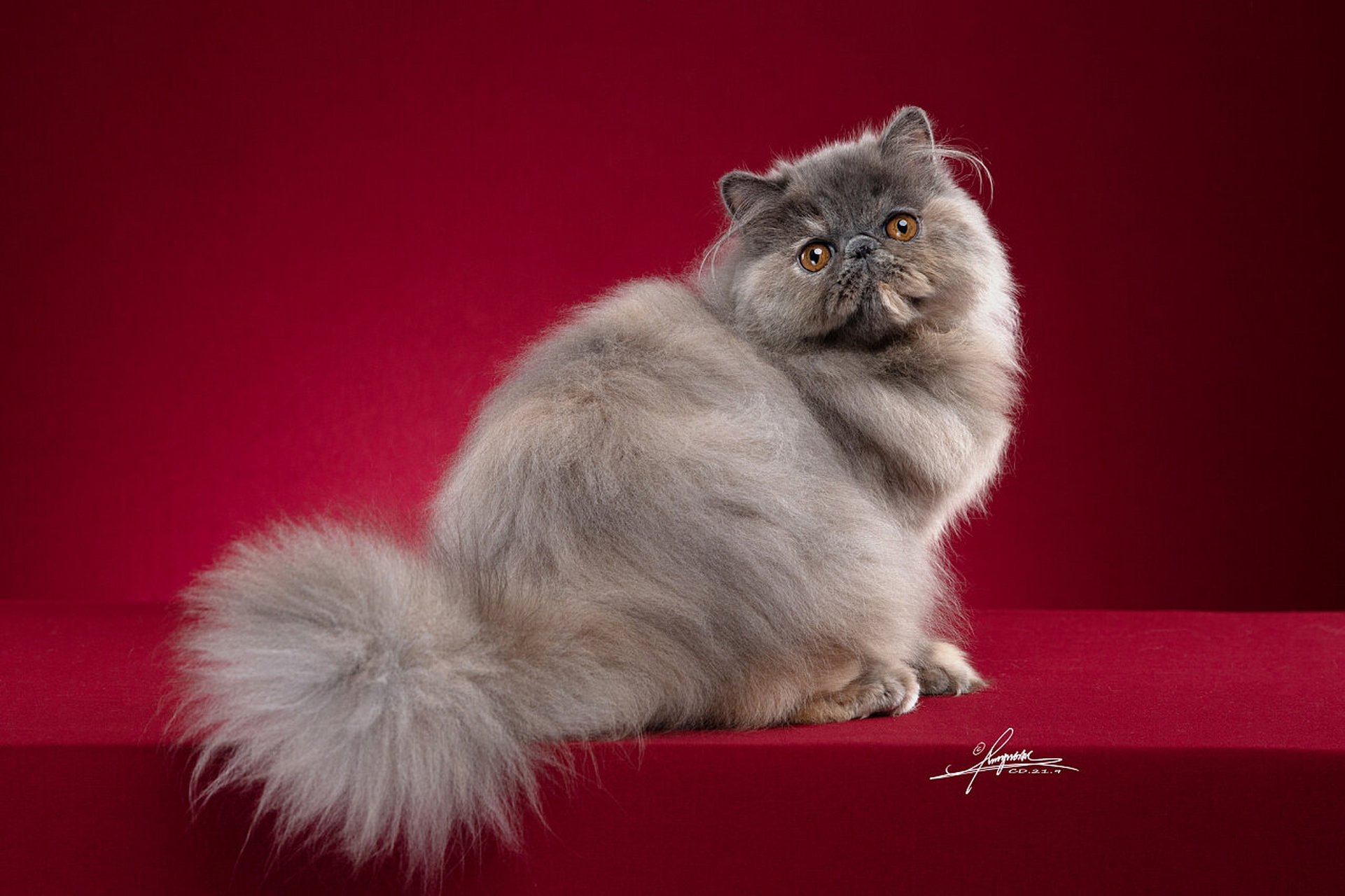 波斯猫 波斯猫 其他名称 长毛猫,喜马拉雅猫(重点色