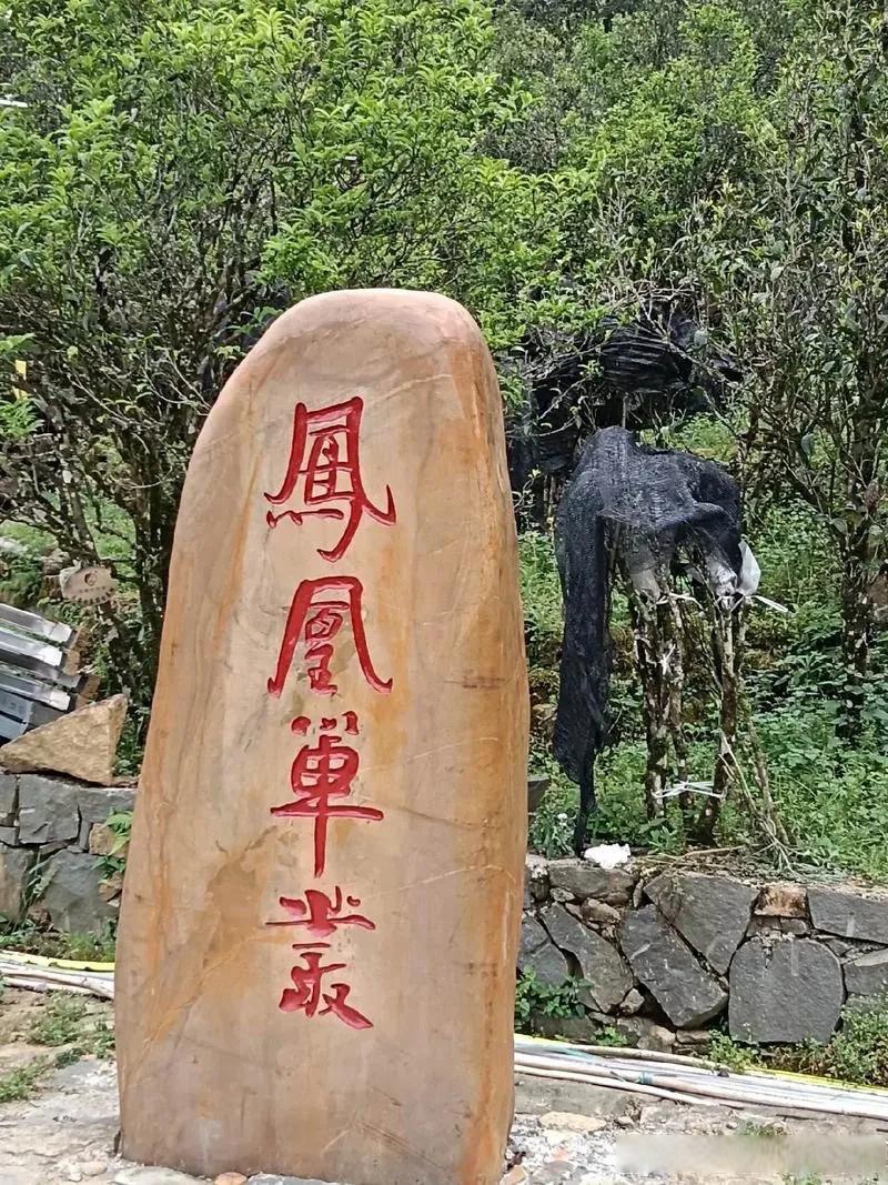 凤凰单丛:作为潮州茶的代表,凤凰单丛茶以其独特的山韵和蜜味而受到