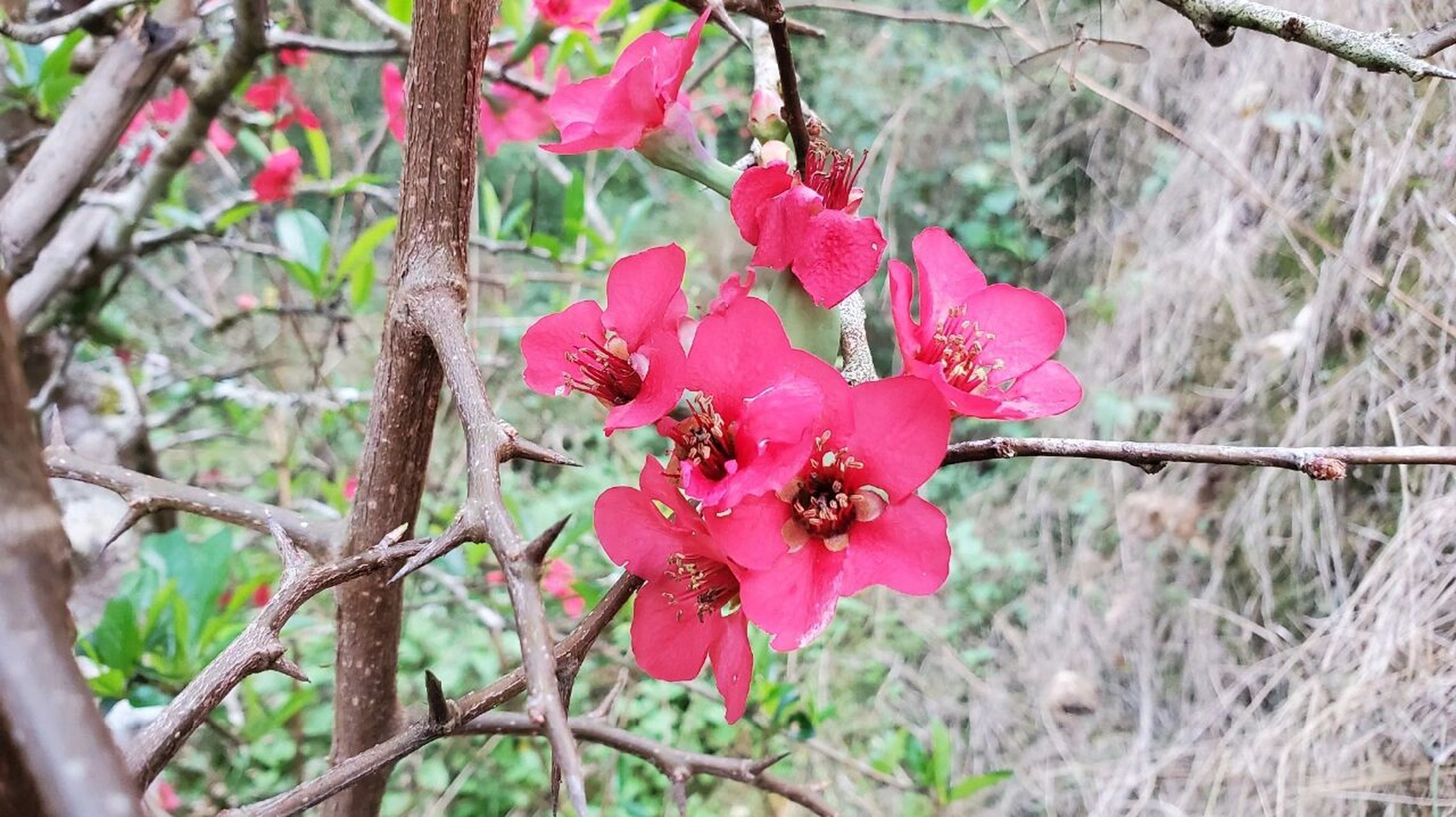 酸木瓜花图片