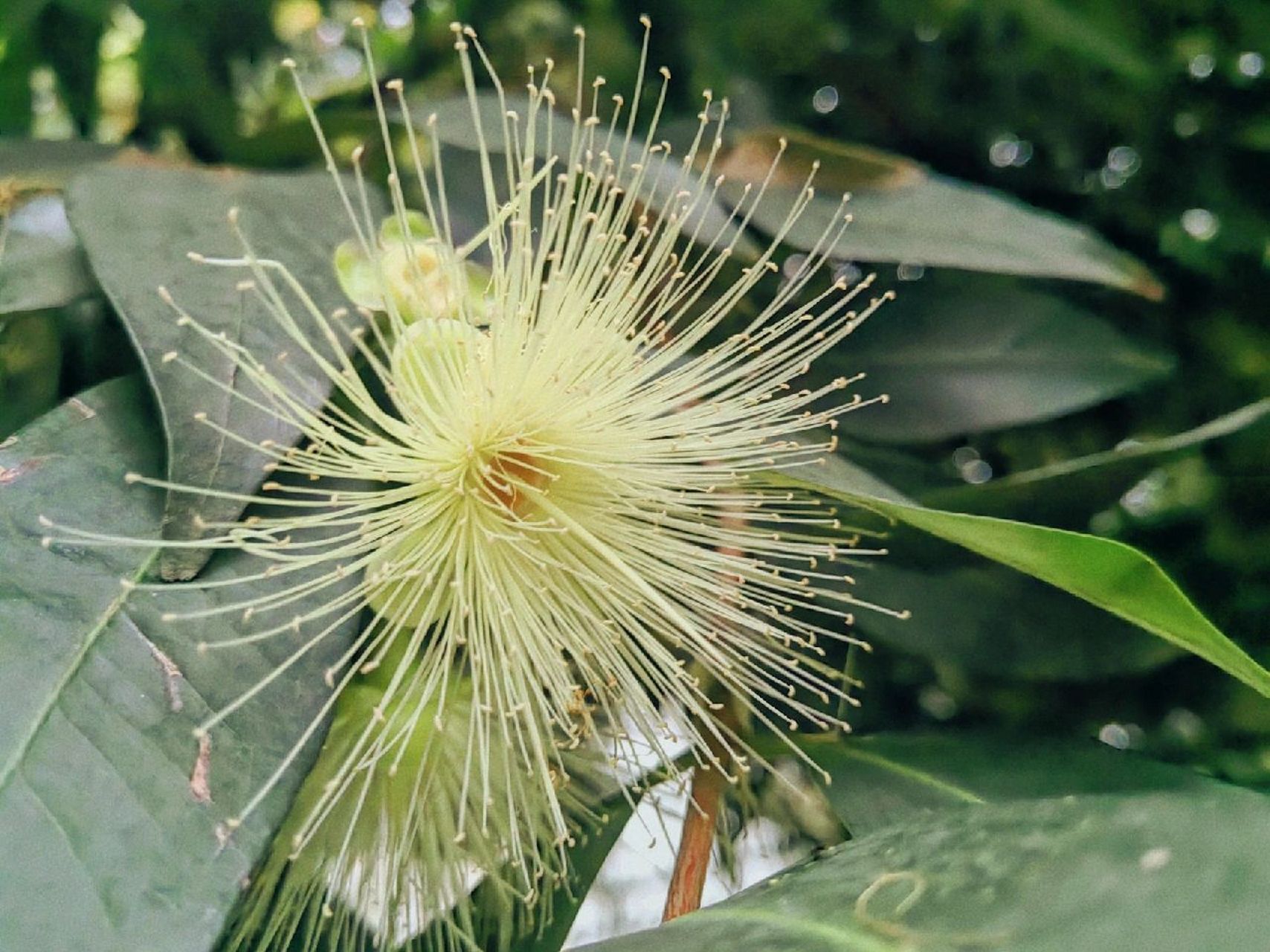 蒲桃新植物 又认识了新植物——蒲桃,别名叫香果嘞 度:为桃金娘科的