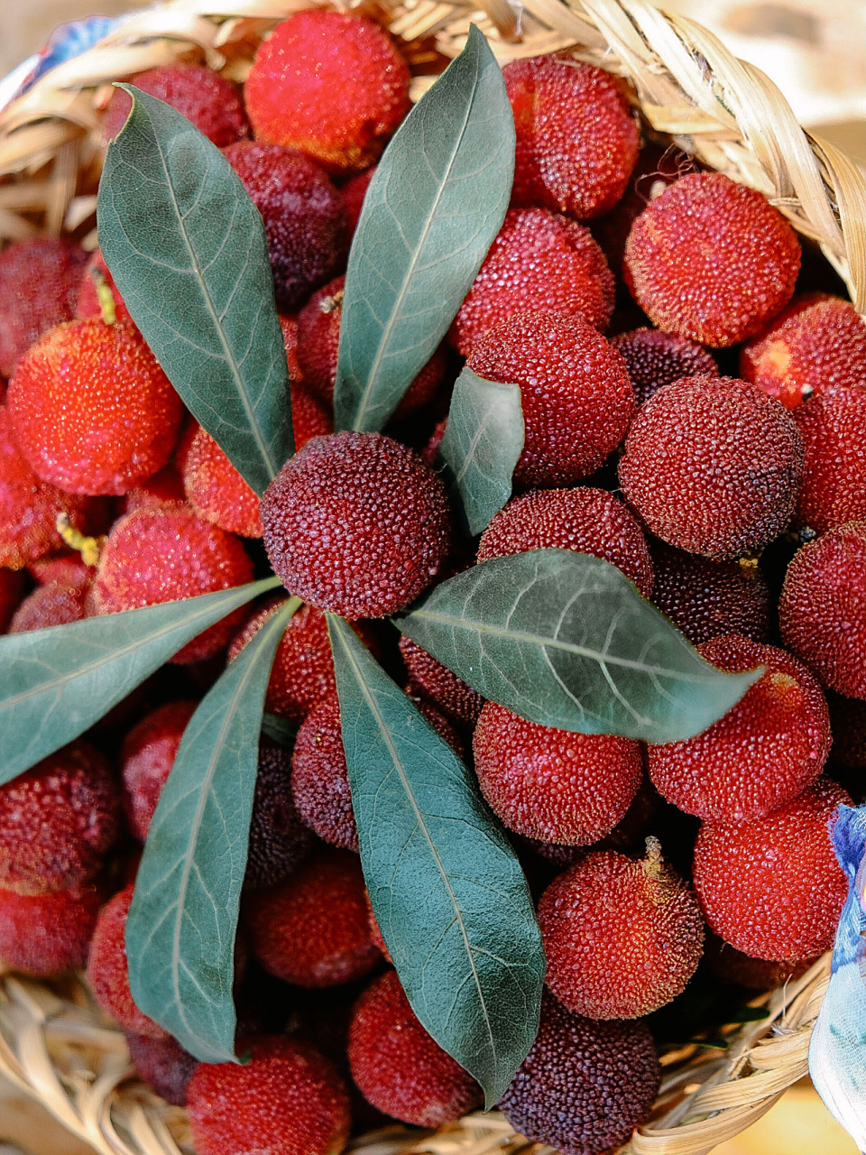 六月杨梅成熟季|来西山享受"梅"味酸甜夏日 美好的六月,是收获的季节