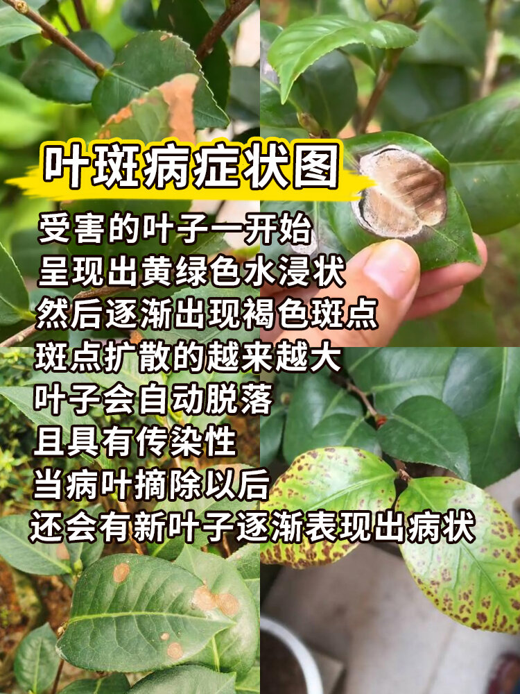 山茶花叶子病害图片图片