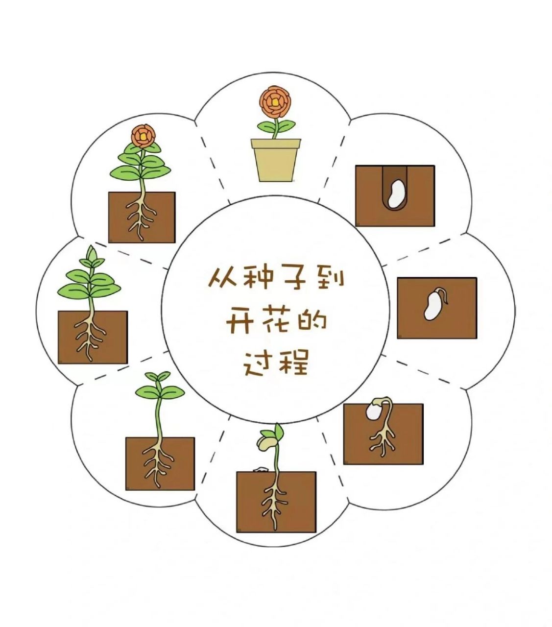 种子的生长过程 种子的生长过程