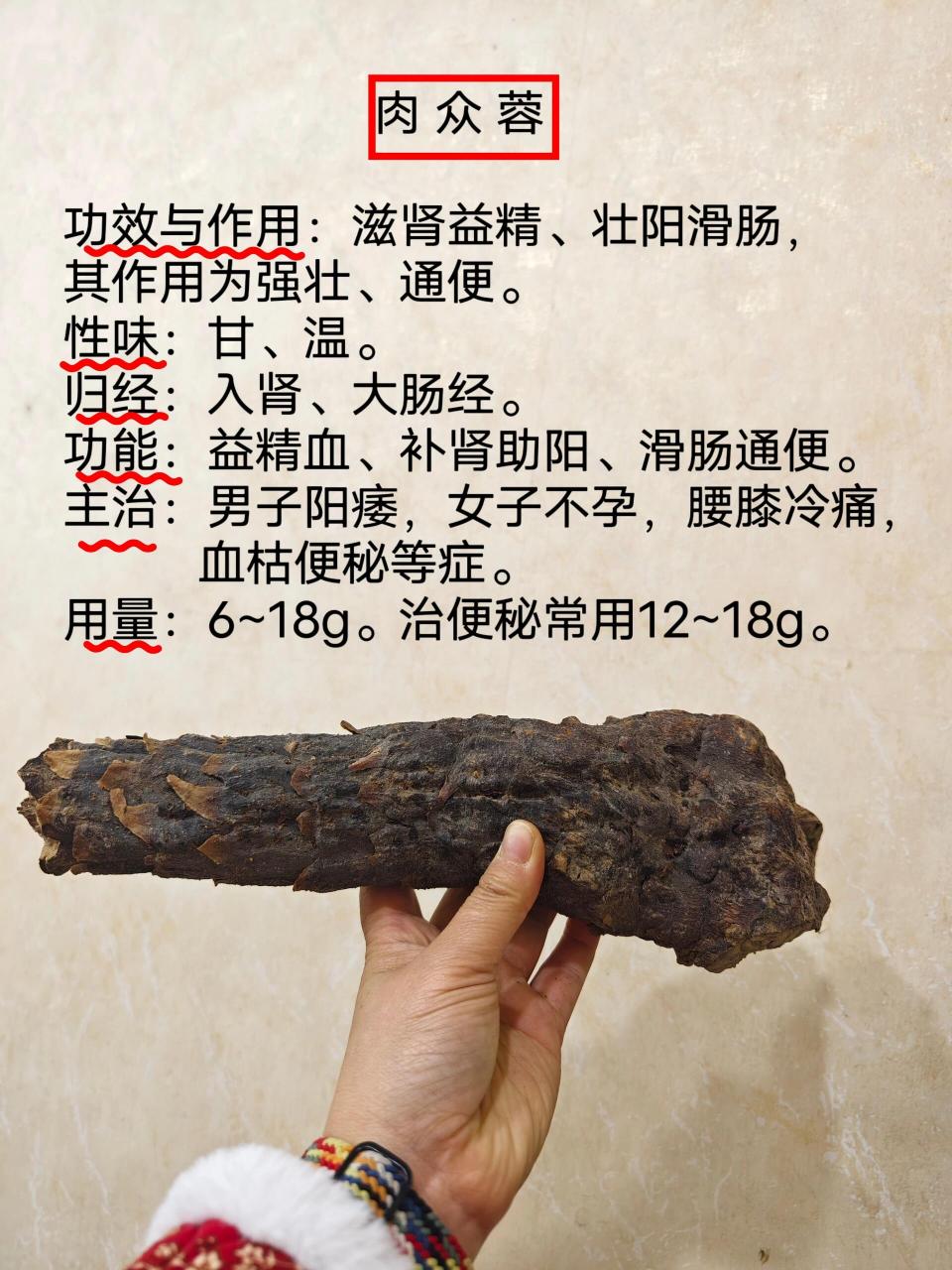 本草新编肉苁蓉图片