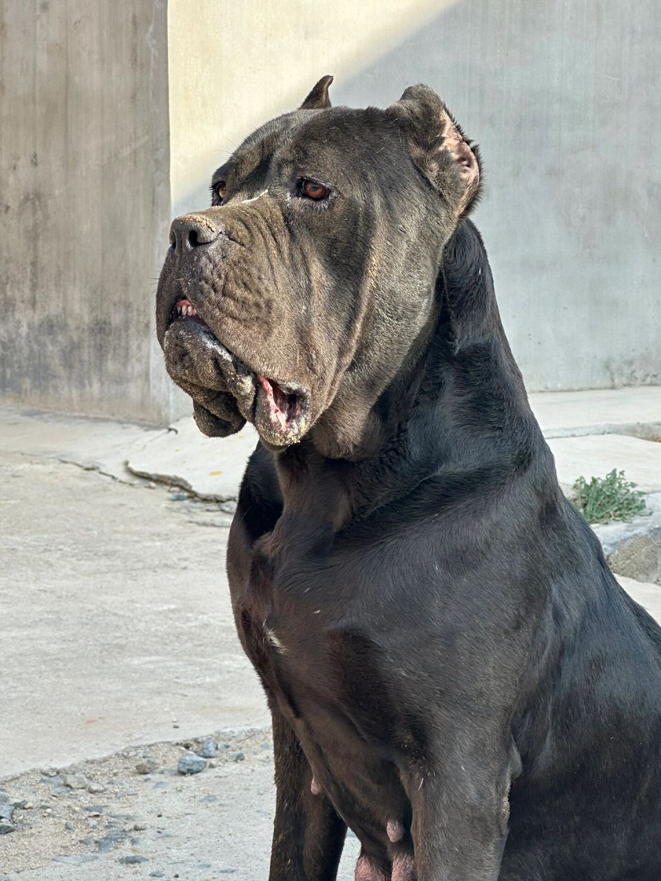 卡斯罗犬 真漂亮啊 她的孩子还有两公两母 包裁耳断尾疫苗