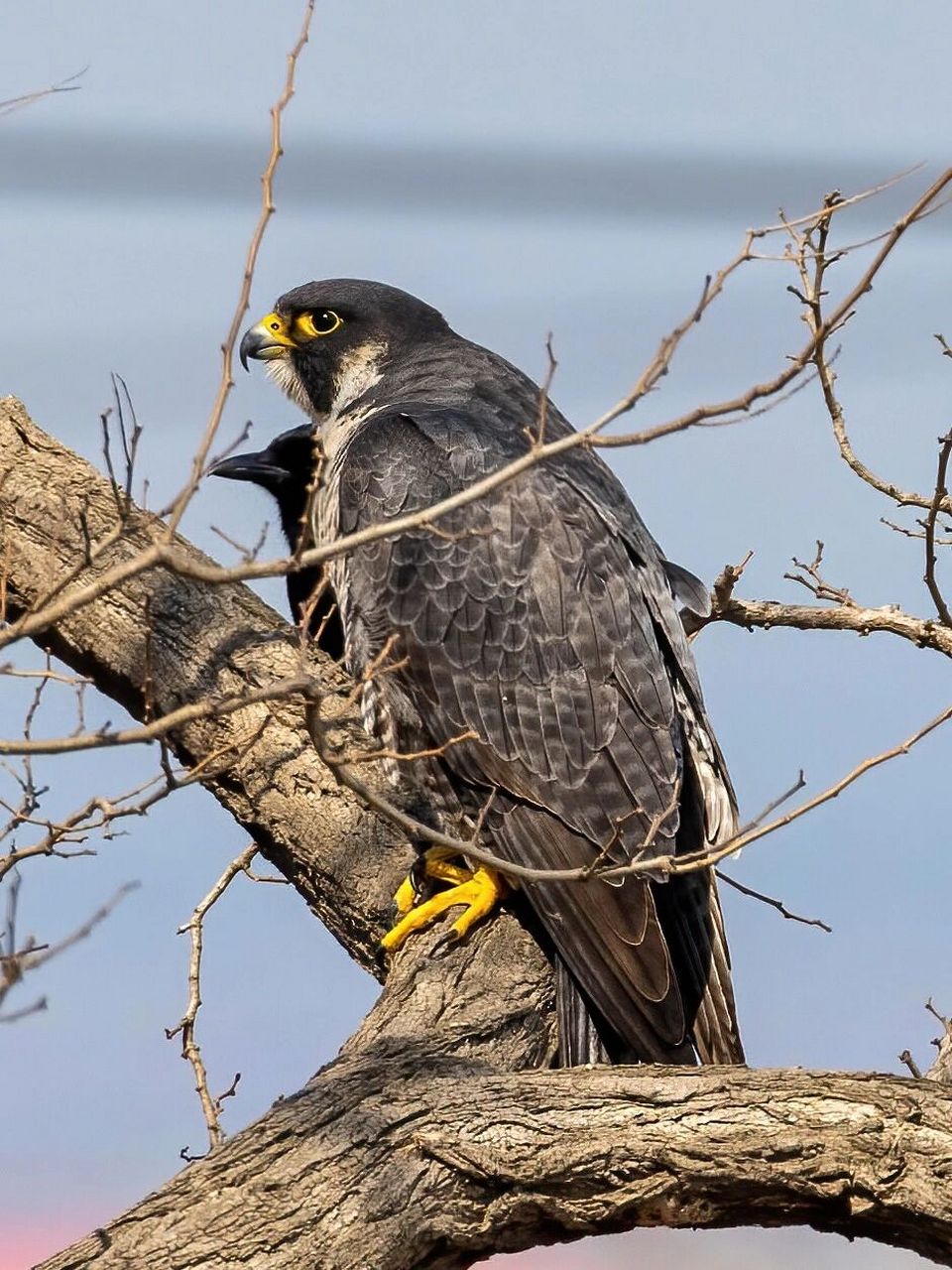 抓拍到一只疾驰的游隼 后面落在一棵树上 	 原创拍摄于大连庄河 	 游