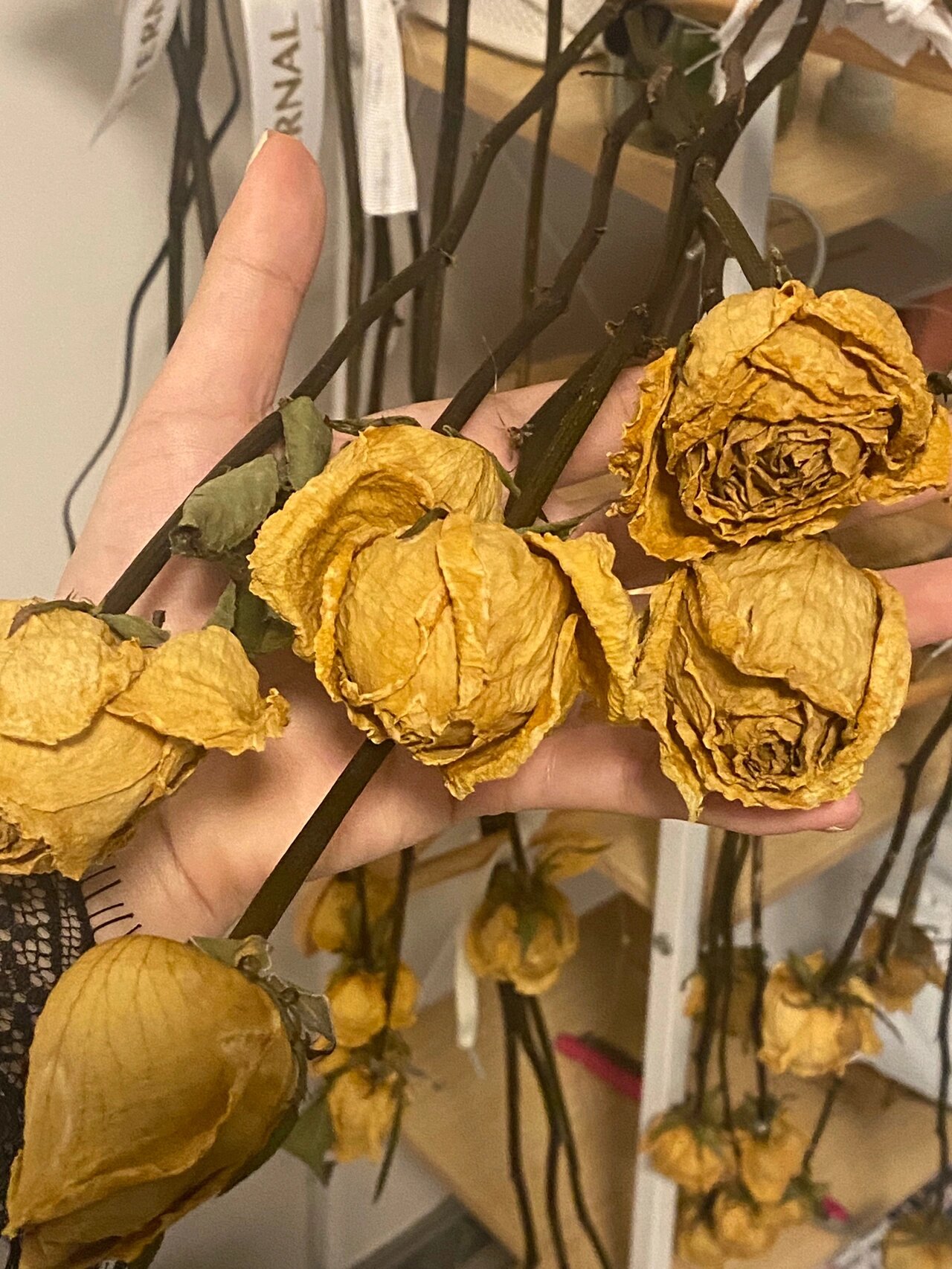 干花制作 方法:倒挂风干 16615选择含苞待放的花,开放的花,后期会