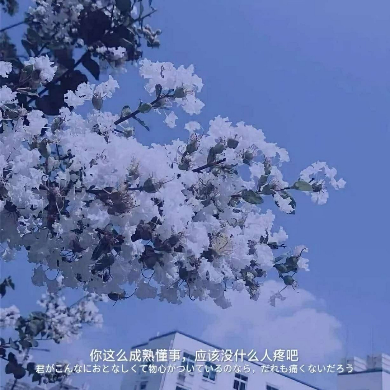 伤感的文案背景图 文案背景"你这么成熟懂事 应该没什么人疼吧"