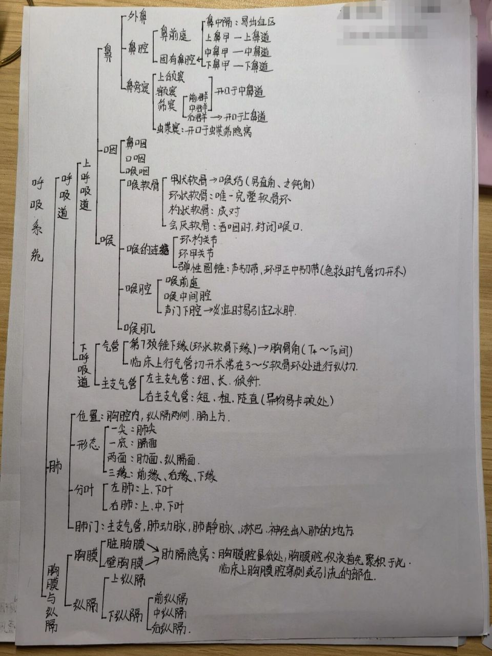 泌尿系统知识框架图图片