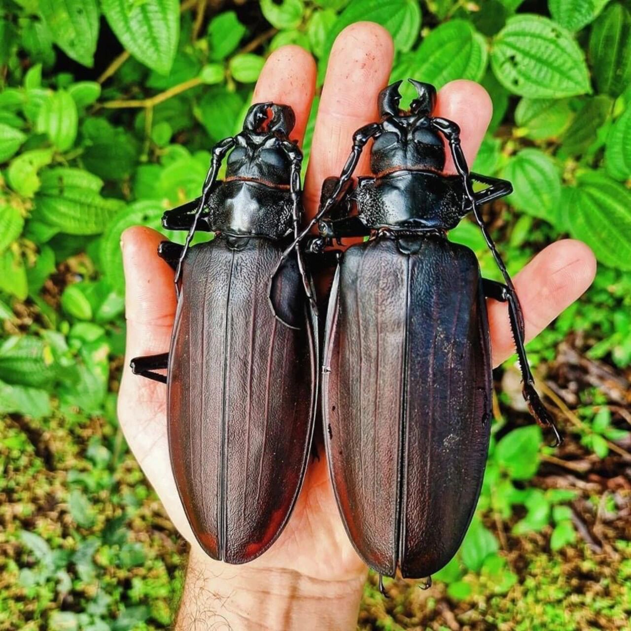 南京自然博物教育|神奇生物图鉴|天牛巨人 名称:泰坦天牛外文名:titan