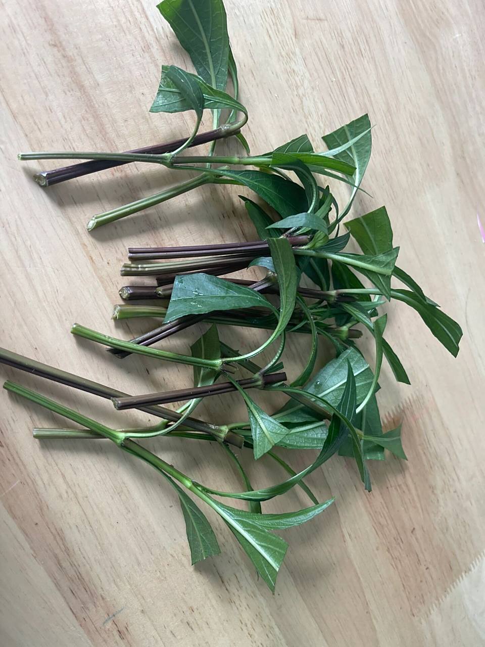 扦插翠芦莉 这个超级好扦插,大概一俩个月就能长特别高开花啦