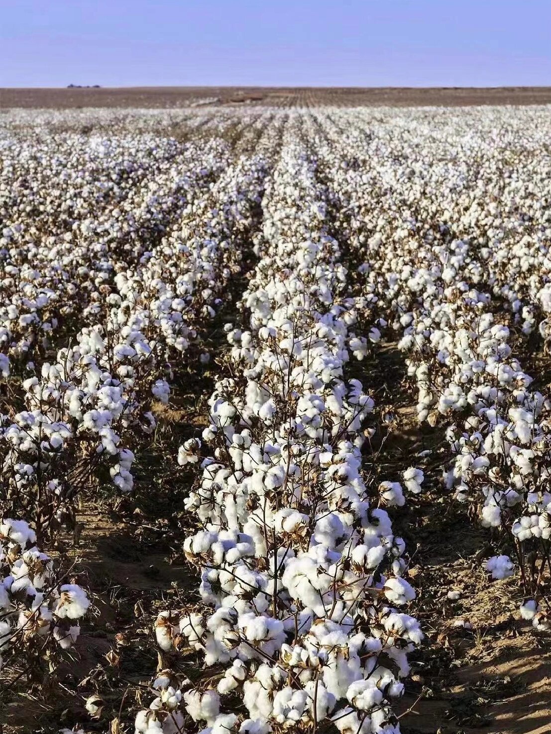 来看看我们的新疆长绒棉种植基地9015