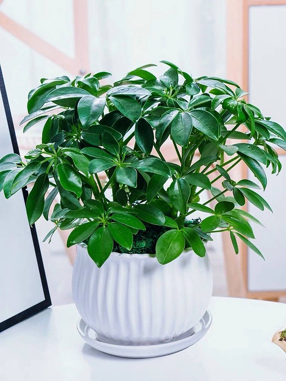 夏季家居绿植|萌萌的鸭掌木,养护超简单 夏季来临,温度升高7715