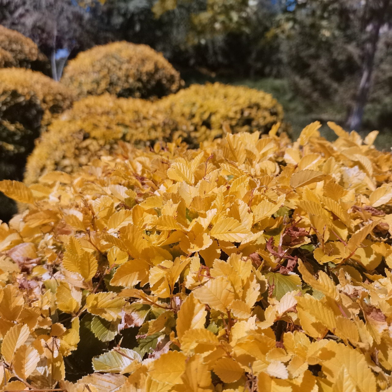 奎屯探美景 奎屯中心公园哦 位置在奎屯市本地 ,环境很安静,很美,心情