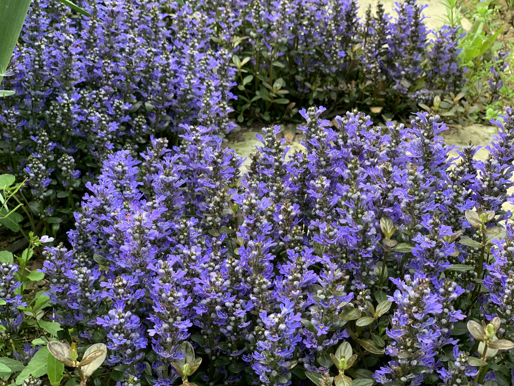 筋骨草巳到盛花期.今年又种了五个品种