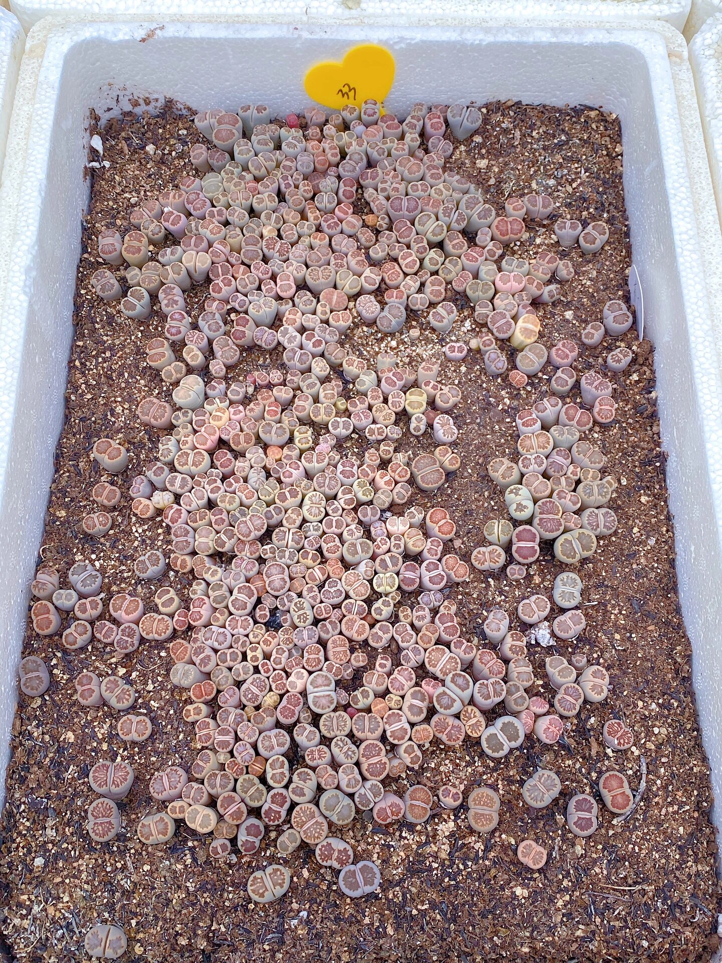 生石花基地批发 量大价优 黄巴黎 红大内  捷克宝石 菊化石 荒c262 荒