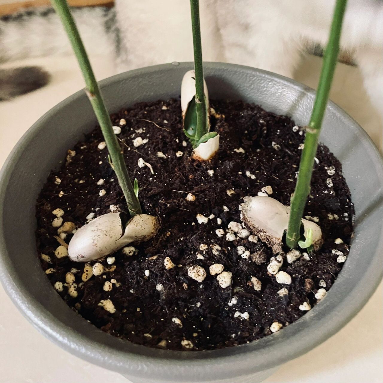 以下是我用菠萝蜜种子来种00的5个步骤和一些经验:  第16615步