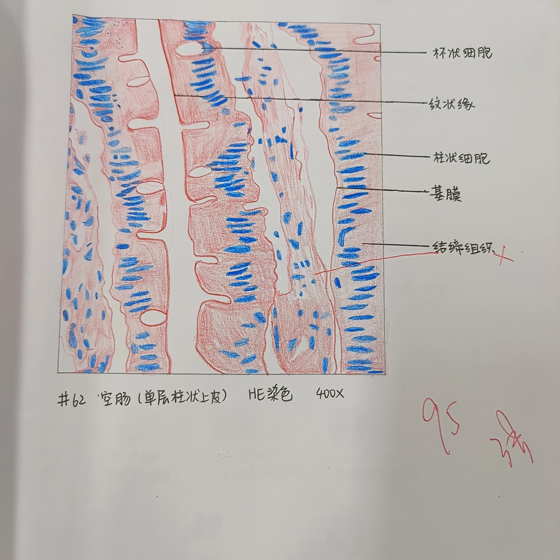组胚红蓝铅笔绘图
