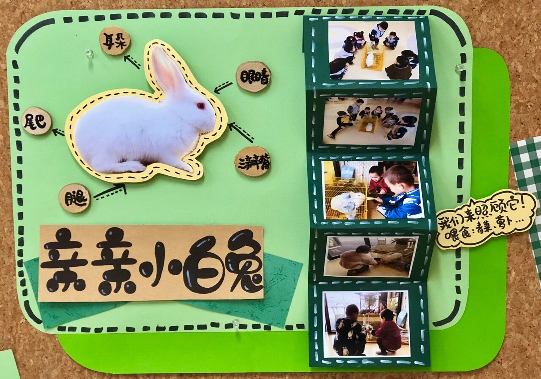 小班亲亲小动物主题墙,幼儿园动物环境创设 亲亲小兔子,亲亲小乌龟