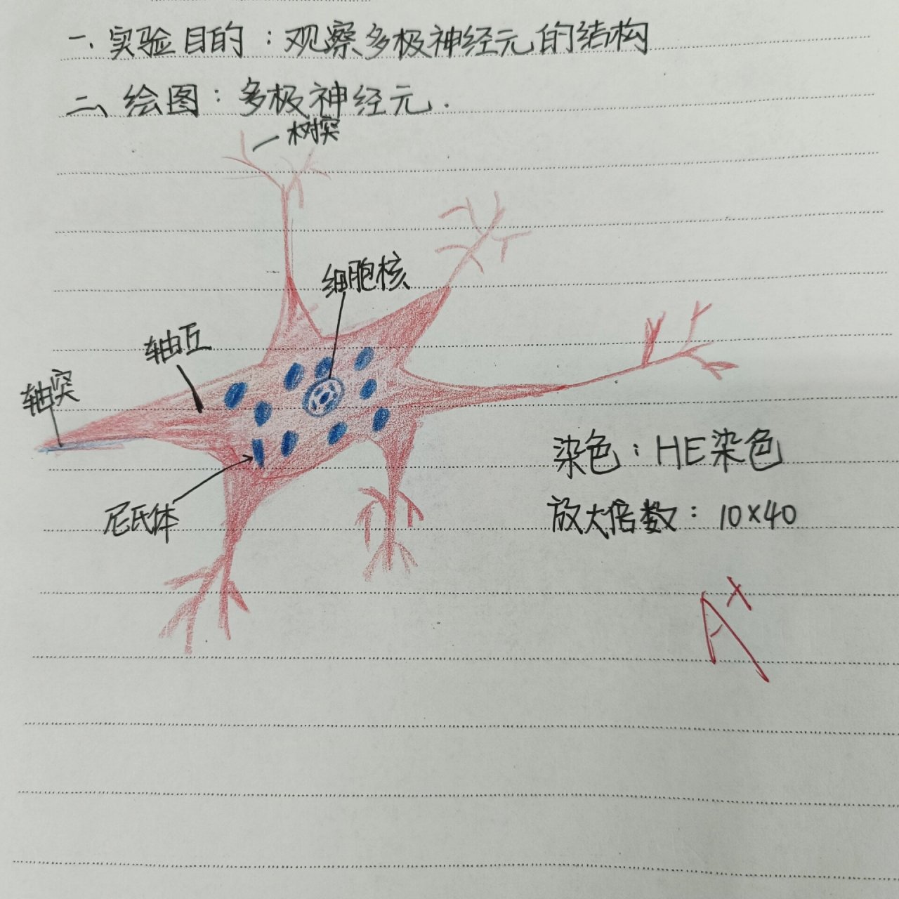 神经原纤维红蓝手绘图图片