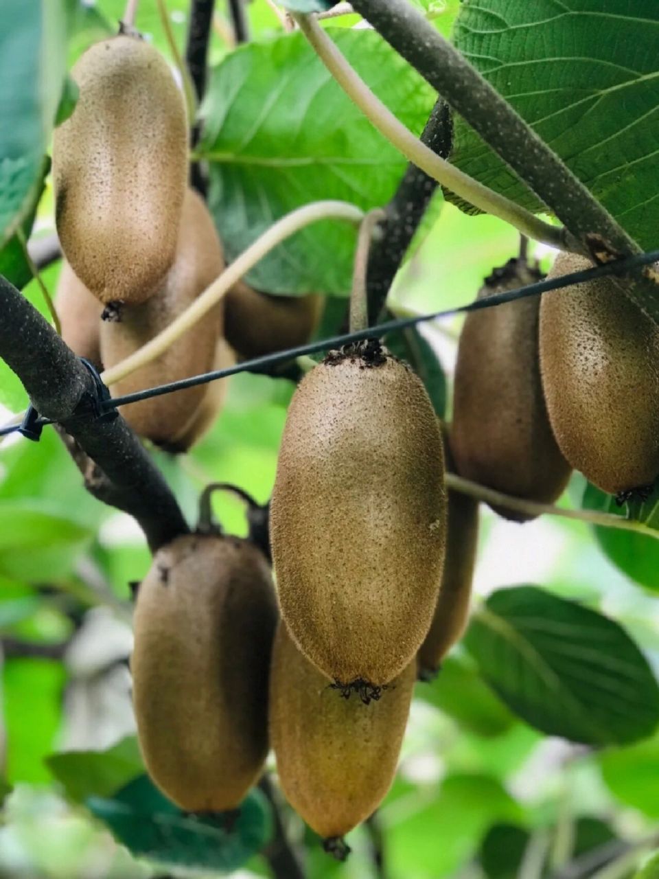 颠覆认知05比新西兰佳沛好吃n 金福猕猴桃  分享我的年度购买超满意