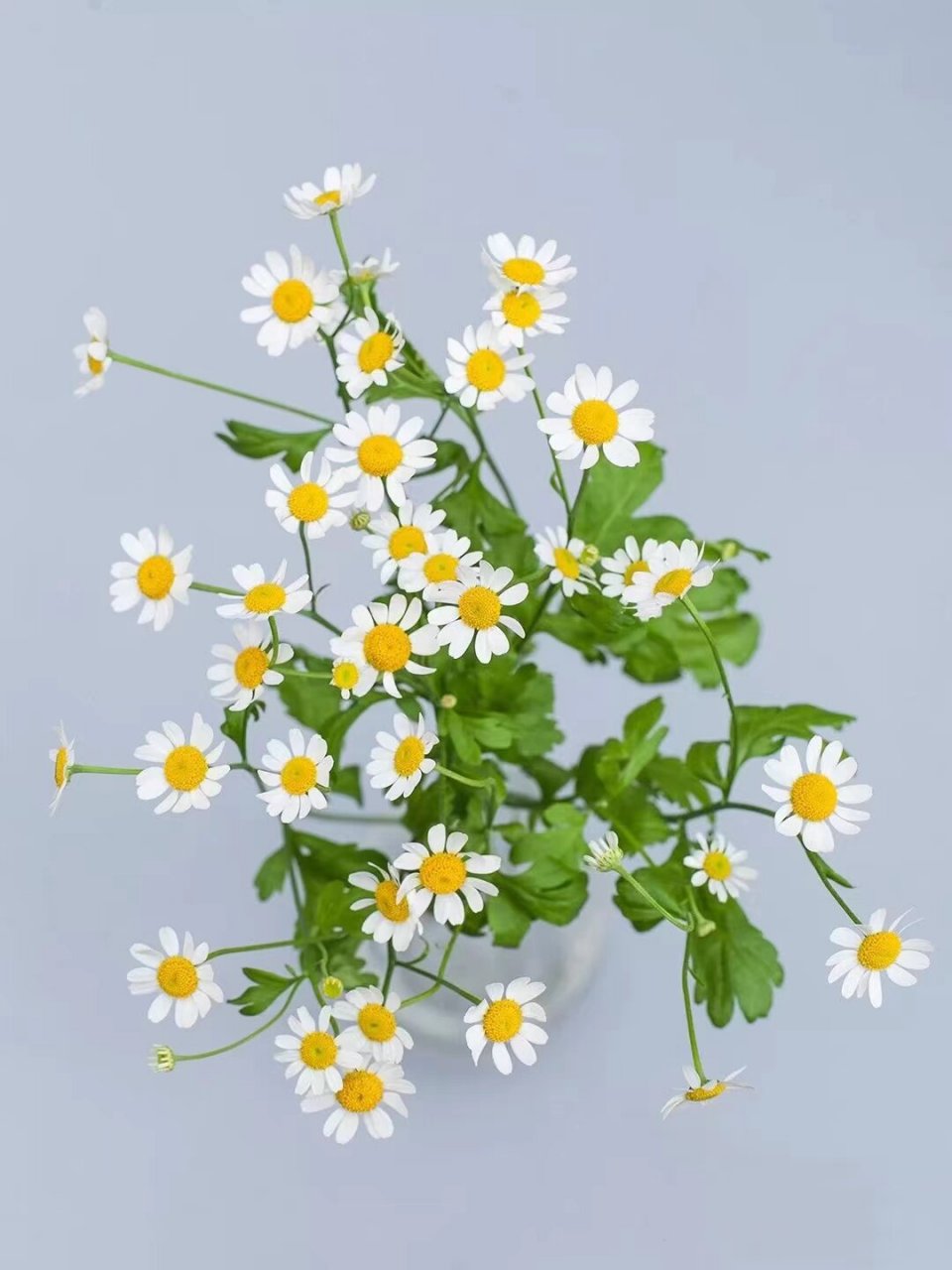 🌼花语: 【1】苦难中的力量:洋甘菊适应能力强,生命力旺盛,即便