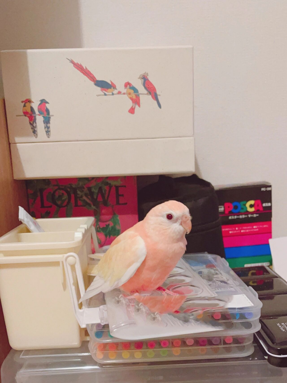 【四小只】会飞的水蜜桃99红宝石秋草鹦鹉 桃桃专场来啦~ 桃桃小小