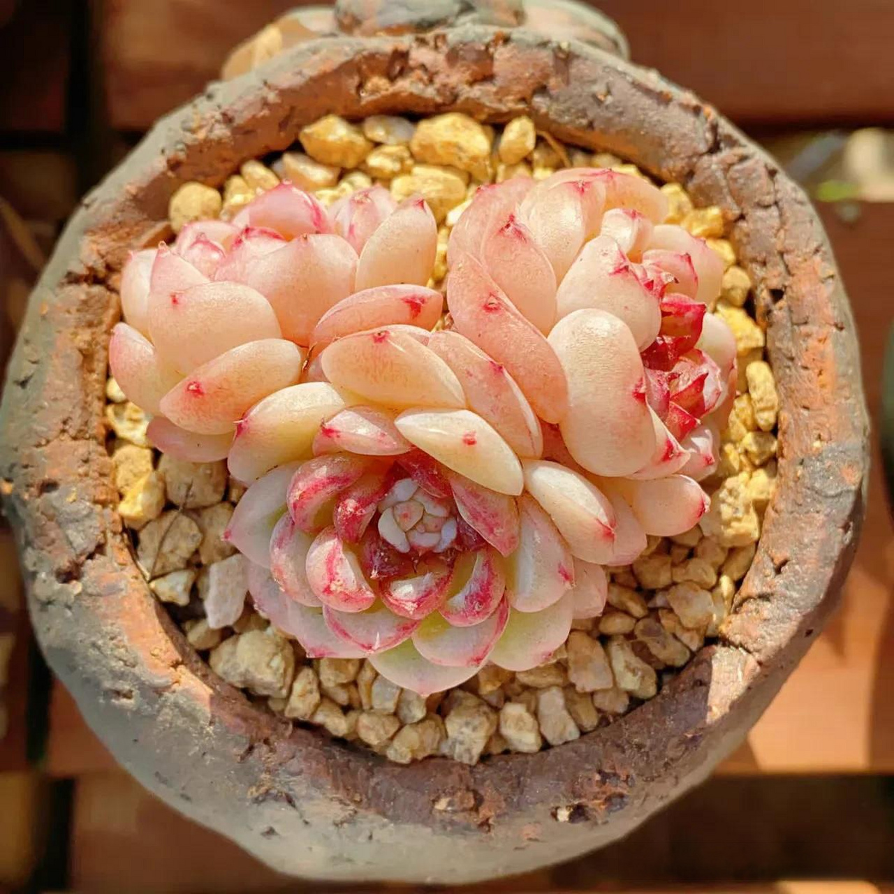 每天分享一种多肉 天鹅绒九宫格 出状态颜值蛮高的一款小型肉肉