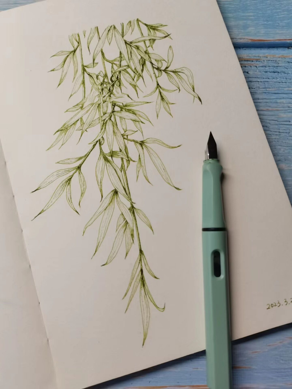 钢笔画练习:柳枝